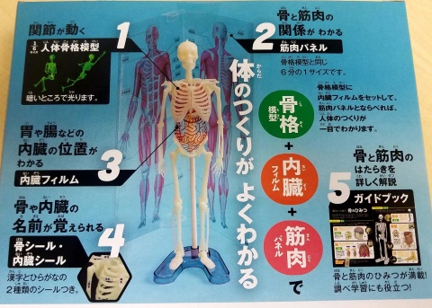 骨格模型で体のつくりを理解しよう 岡山 倉敷 福山の文具 文房具専門店 うさぎや